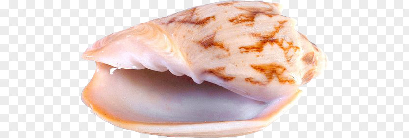 Seashell Chambered Nautilus Marine Clip Art PNG