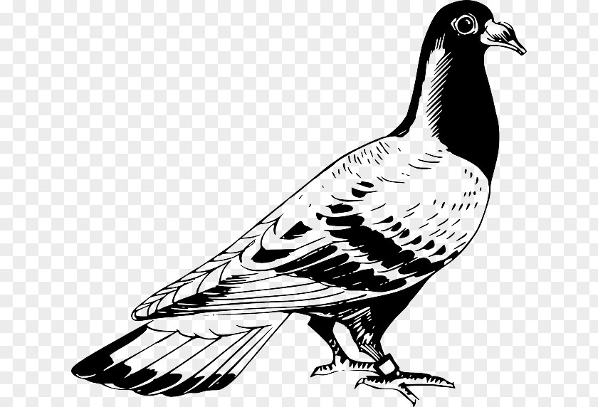 Silhouette Homing Pigeon English Carrier Columbidae Drawing Release Dove PNG