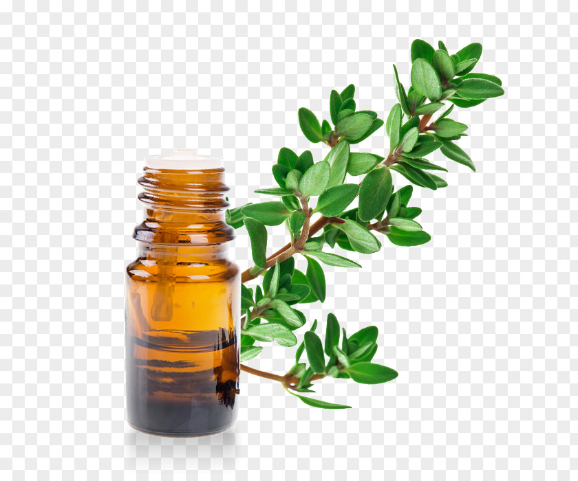 THYM English Lavender Herb Essential Oil Monoi PNG
