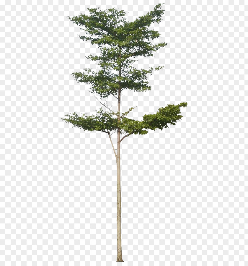 Tree Architectural Rendering Clip Art PNG