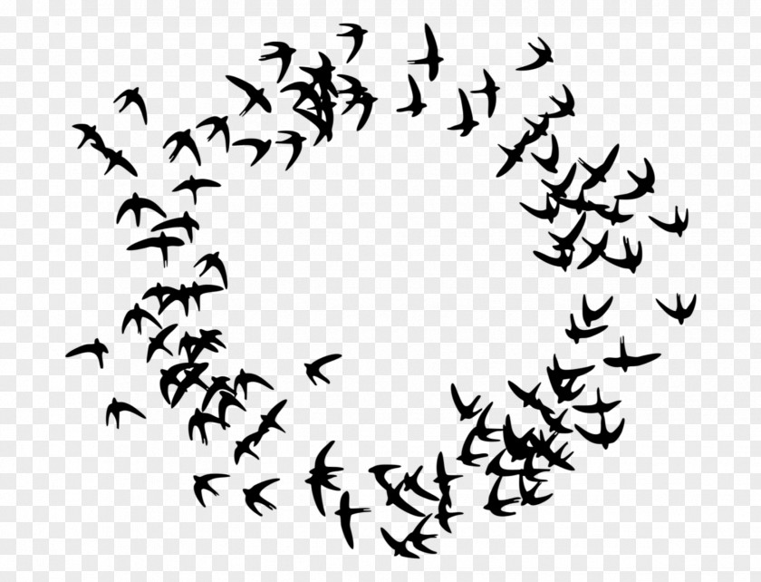 Bird Migration Flock Swallow PNG