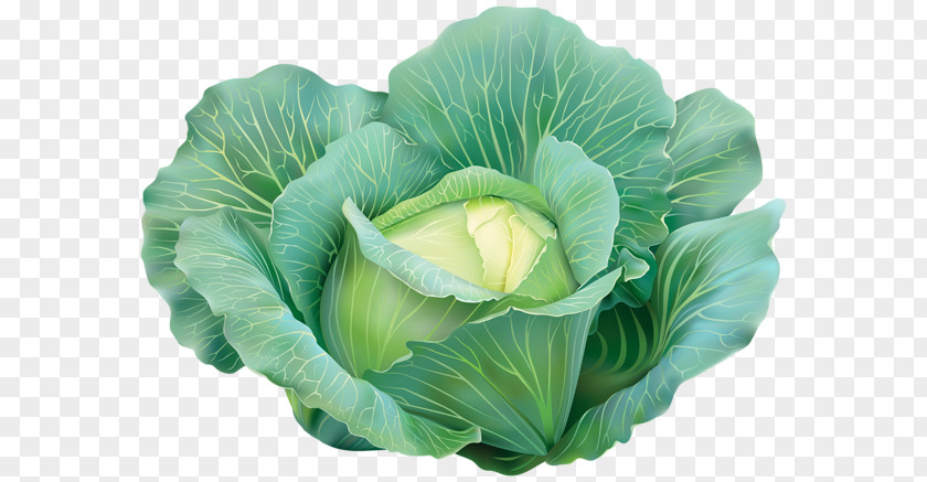 Cabbage Capitata Group Red Vegetable Savoy Clip Art PNG