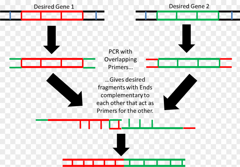 Overlap Extension Polymerase Chain Reaction Restriction Enzyme Gene PNG