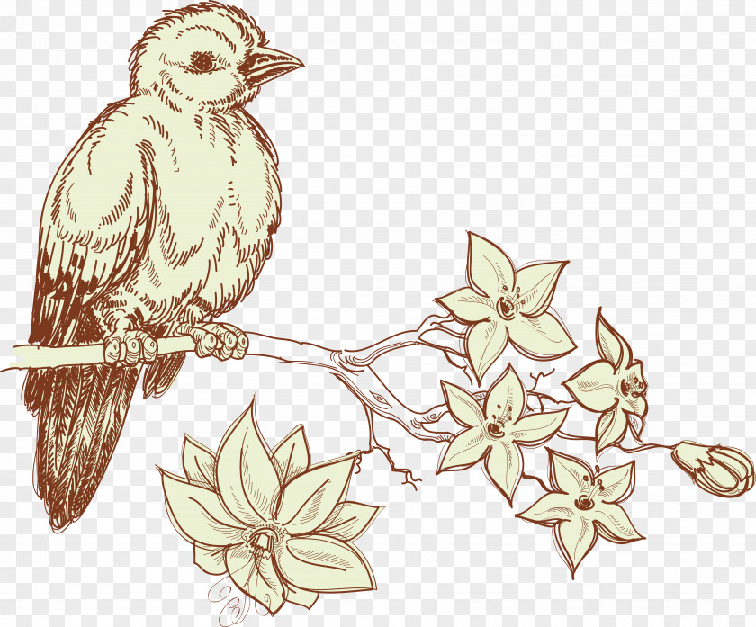 Sparrow Vector Bird Drawing PNG