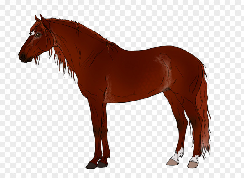Avaricious Pattern Thoroughbred Mare Pony Arabian Horse Stock Illustration PNG