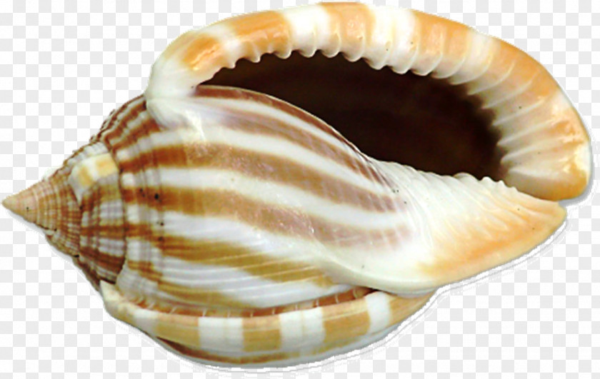 Big Shell Cliparts Seashell Drawing Clip Art PNG