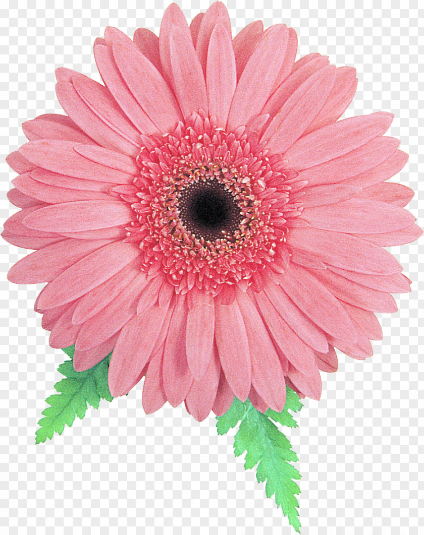 Gerbera Transvaal Daisy Family Pink Cut Flowers PNG