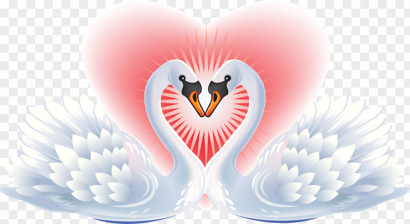 Heart Black Swan Clip Art PNG