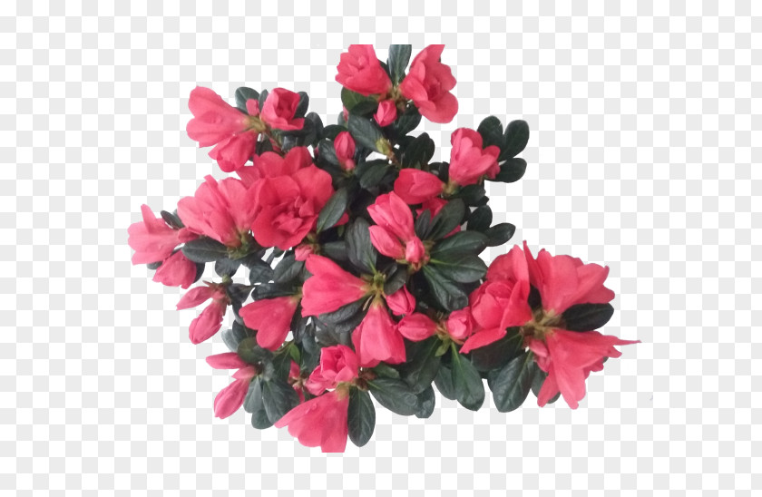 Kraft Vector Cut Flowers Azalea Plant Rhododendron PNG