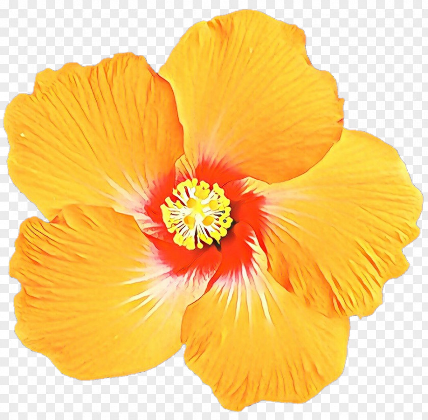 Mallow Family Plant Orange PNG