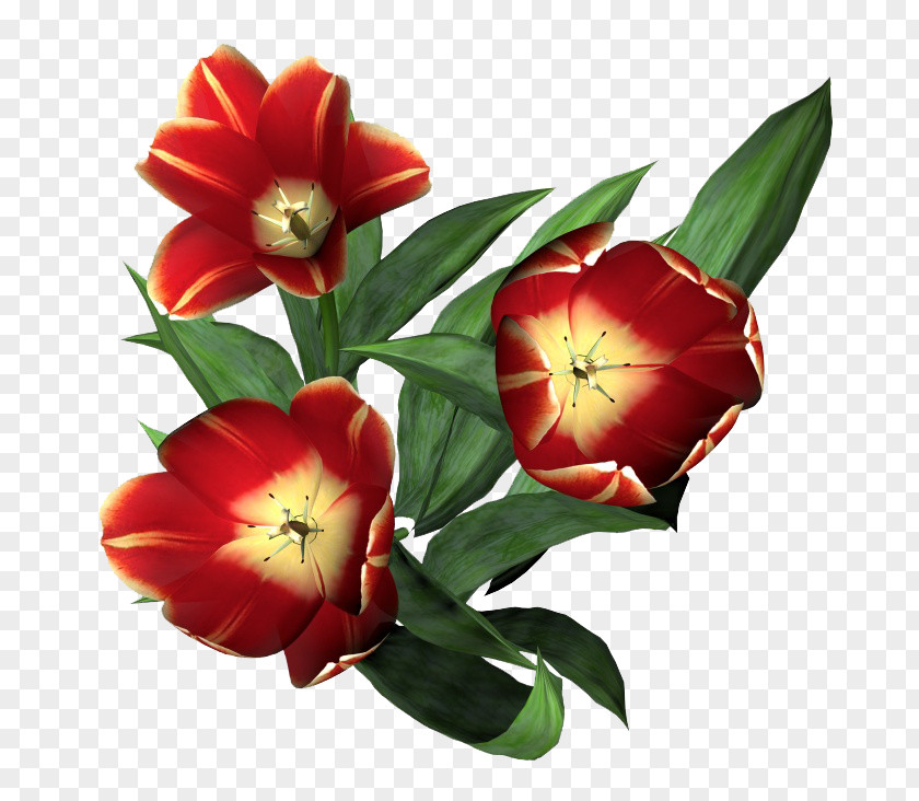 Red Tulips Tulip Flower Floral Design Clip Art PNG