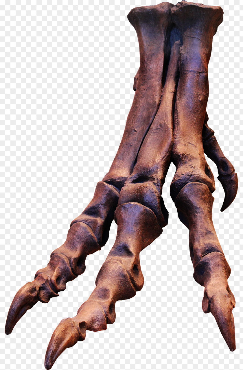 Claw Tyrannosaurus Rex Dinosaur Bone Skeleton Foot PNG