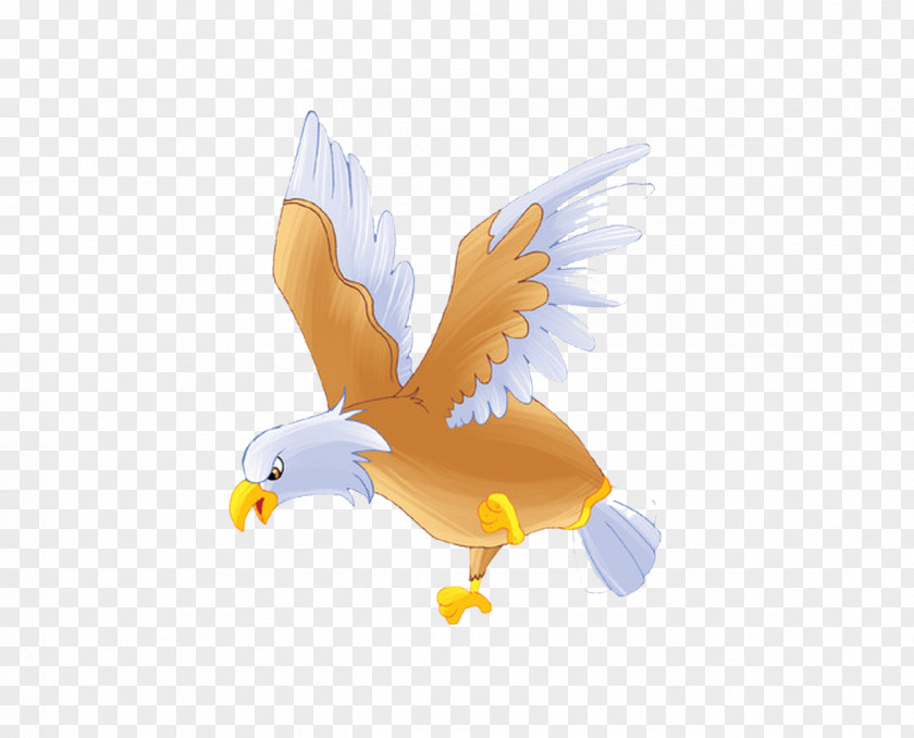 Eagle Bald Bird Hawk PNG