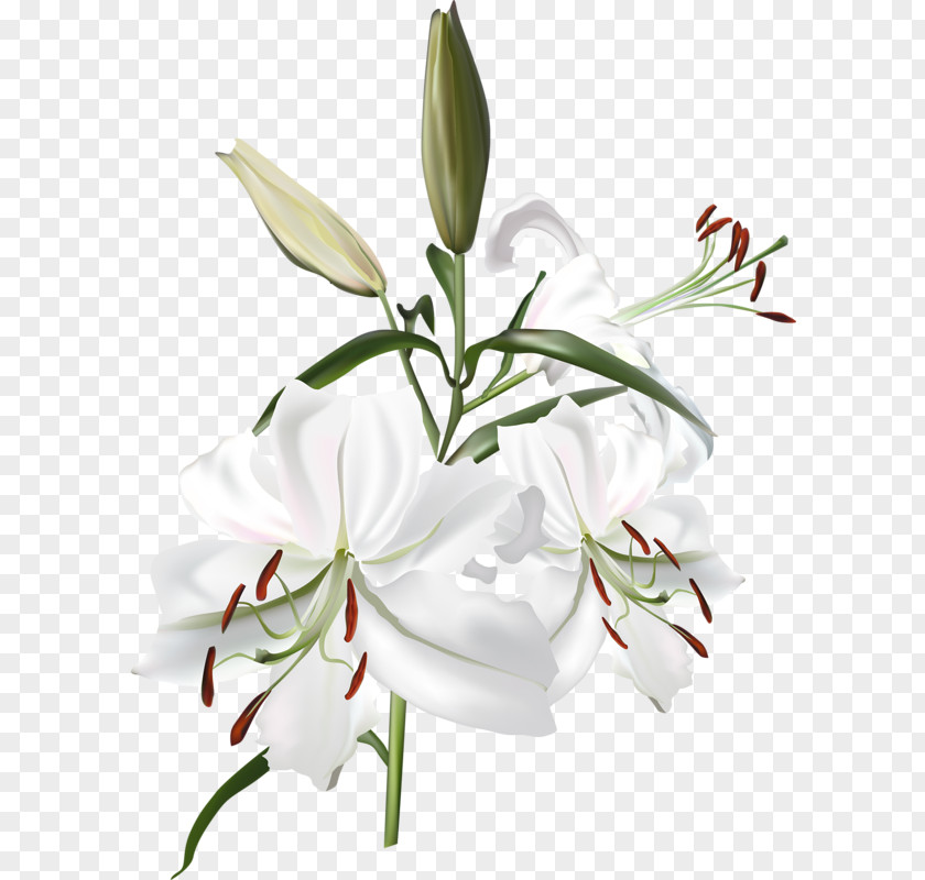 Flower Lilium PNG