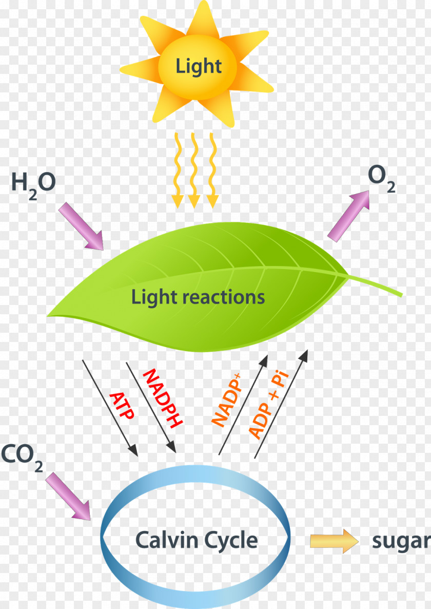Light Light-dependent Reactions Light-independent Photosynthesis Calvin Cycle PNG
