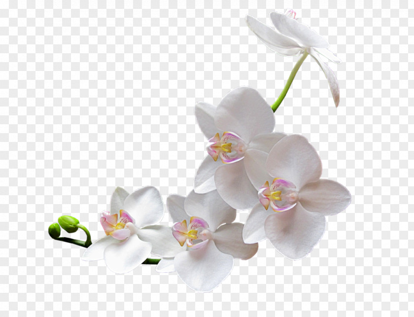 Mystique Orchids Clip Art PNG