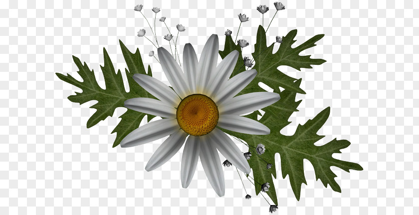 Oxeye Daisy PhotoFiltre Graphics Software PNG