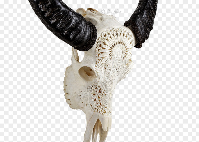 Skull Cattle Horn Animal Skulls Bone PNG