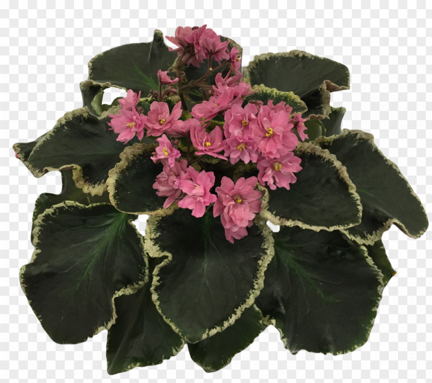 African Violets Floral Design Cut Flowers Pink M Flowerpot PNG
