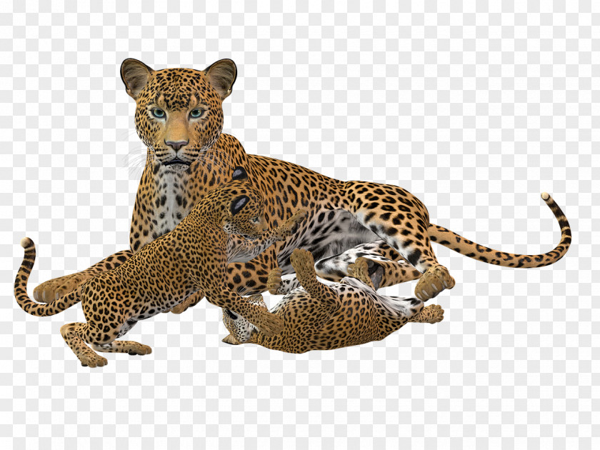 Cheetah Cat Leopard Felidae PNG