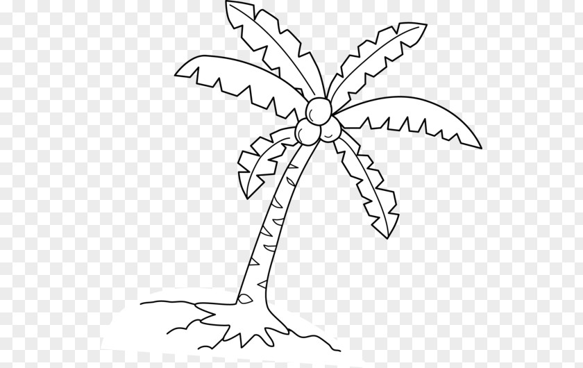 Coconut Leaves Material Coloring Book Arecaceae Tree Drawing PNG