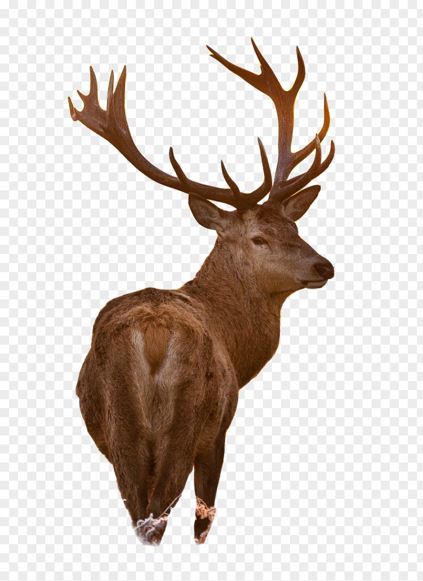 Deer Horn White-tailed Moose Red Reindeer PNG