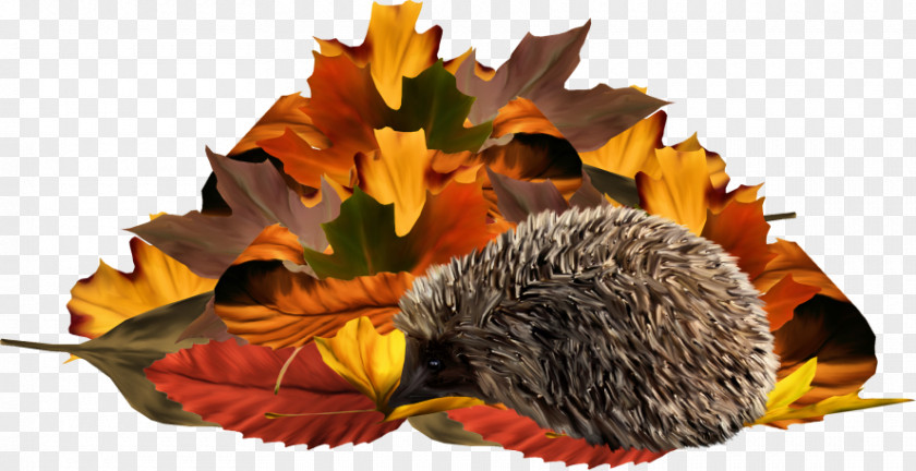 Painted Yellow Foliage Hedgehog PNG