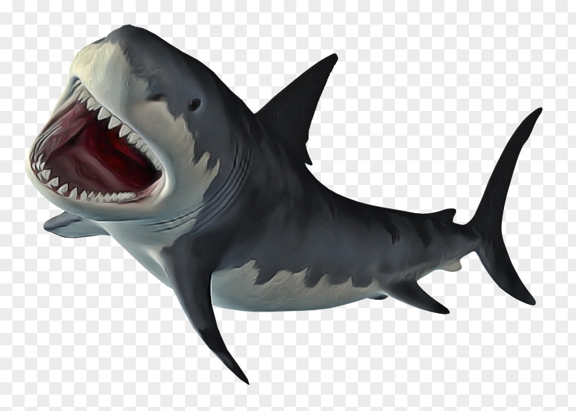 Tiger Shark Mackerel Sharks Great White Cartilaginous Fishes PNG