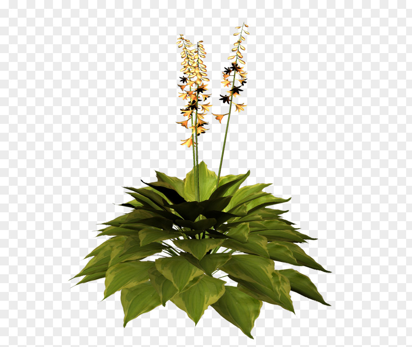 Cut Flowers Flowerpot Herb Flowering Plant PNG