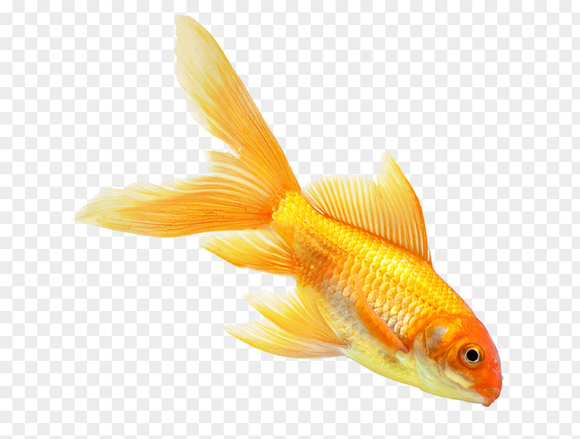 Goldfish Sandwich Download Computer File PNG