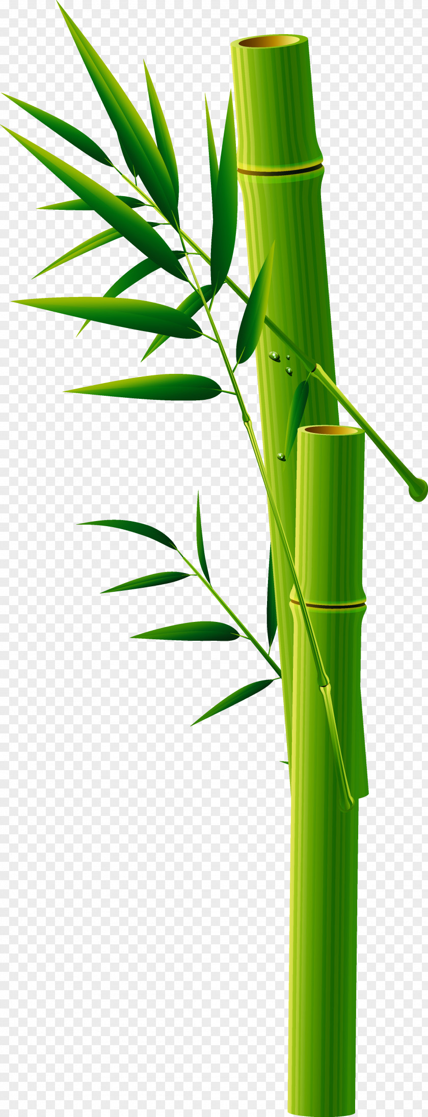 Green Bamboo Business Card Visiting PNG