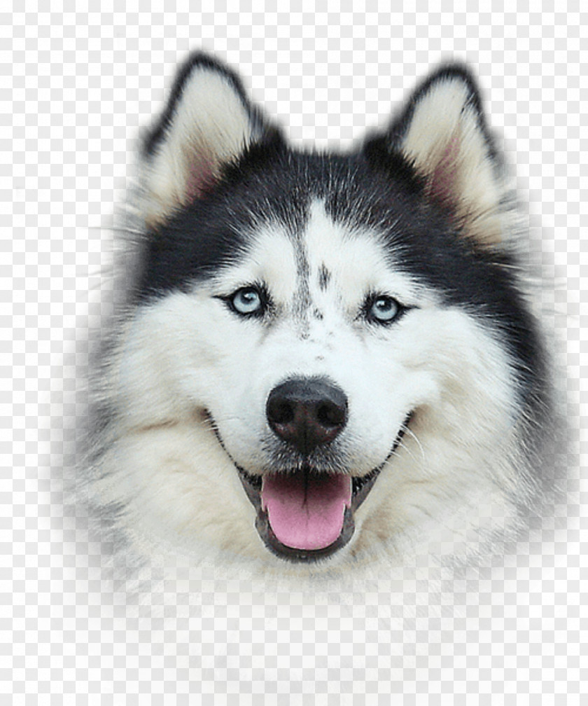 Laika Filigree Harrington Elementary School Bio Groom Extra Body Shampoo Bio-Groom Siberian Husky PNG