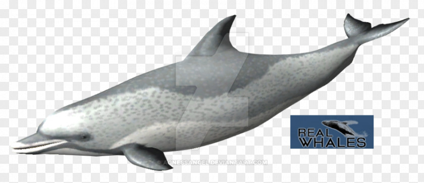 Spotted Common Bottlenose Dolphin Short-beaked Tucuxi Rough-toothed White-beaked PNG