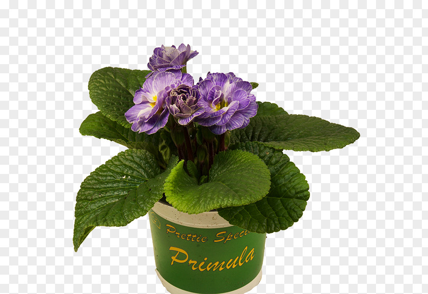 Violet Primrose Flowerpot Geraniums Nursery PNG