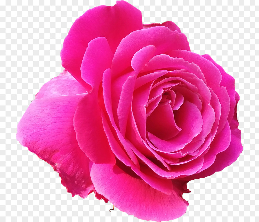 A Purple Roses Magenta Flower Stock.xchng Pink Rose PNG