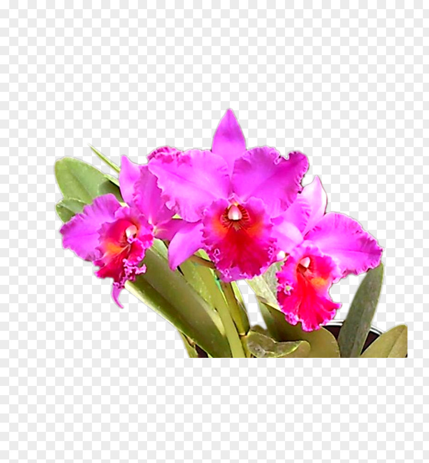 Floral Elements Flower PNG
