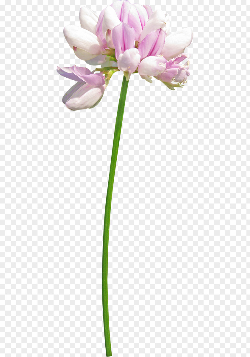 Flower Floral Design PNG