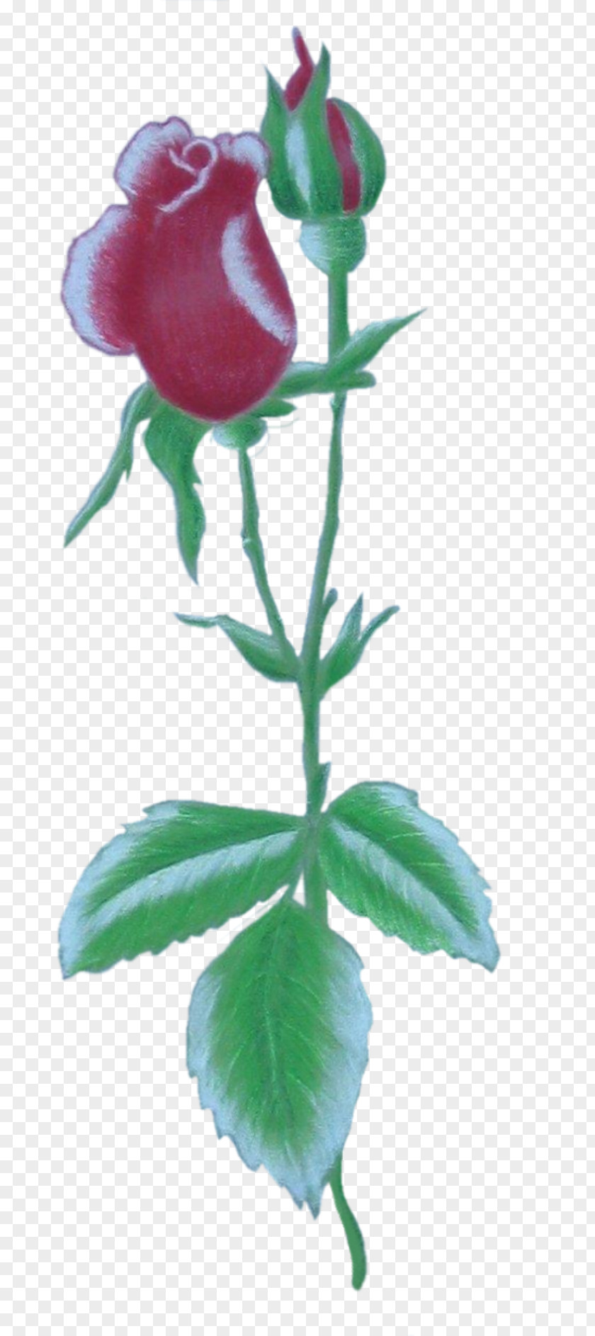 Garden Roses Bud Petal Plant Stem PNG
