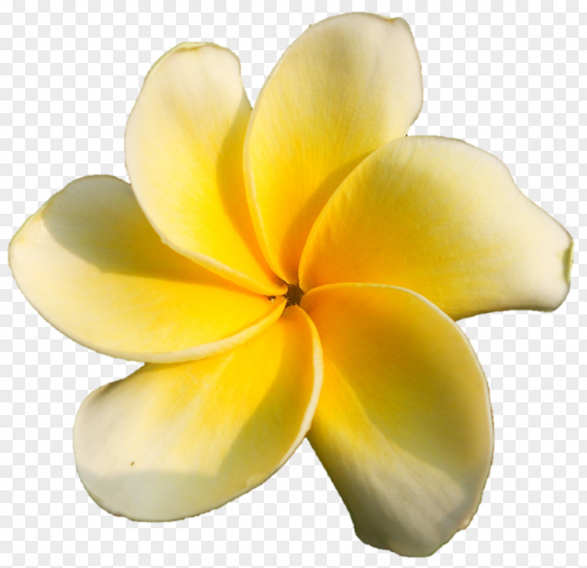 God Speaks Petal Cut Flowers PNG