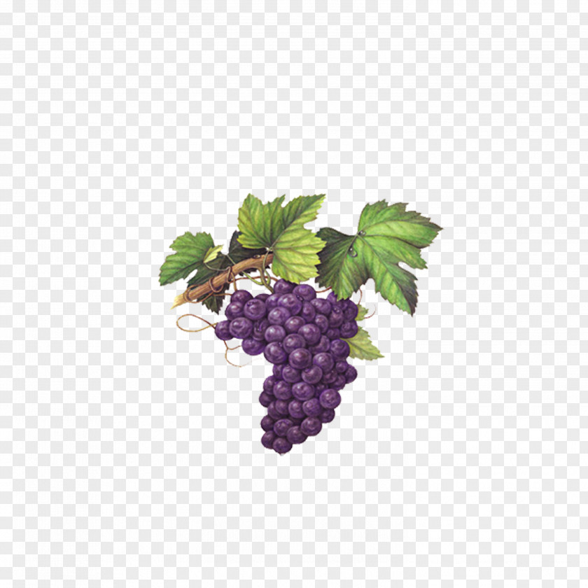 Grape Red Wine Muscat Chardonnay PNG