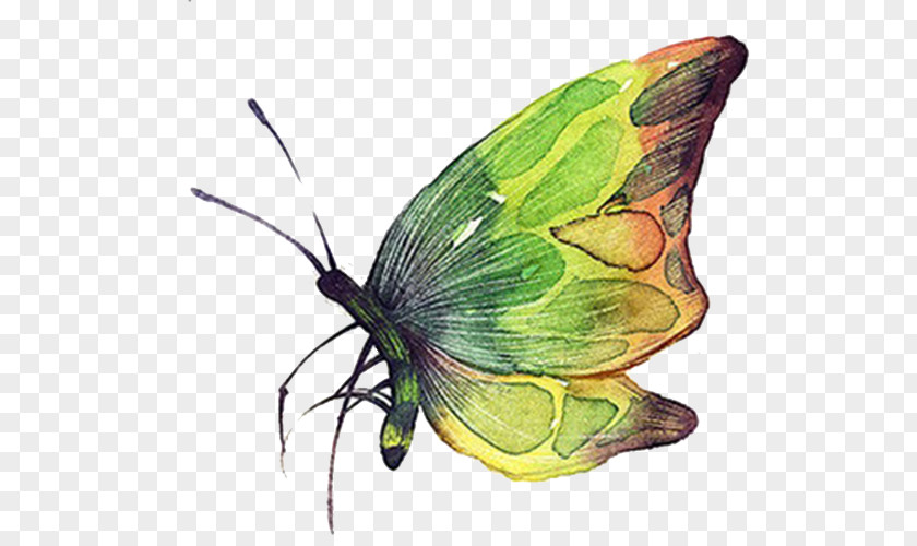 Green Butterfly Clip Art PNG