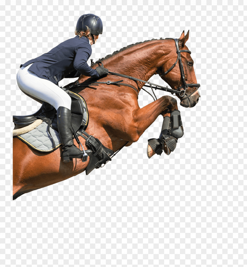 Horse Riding Equestrian Hunt Seat Show Jumping English PNG