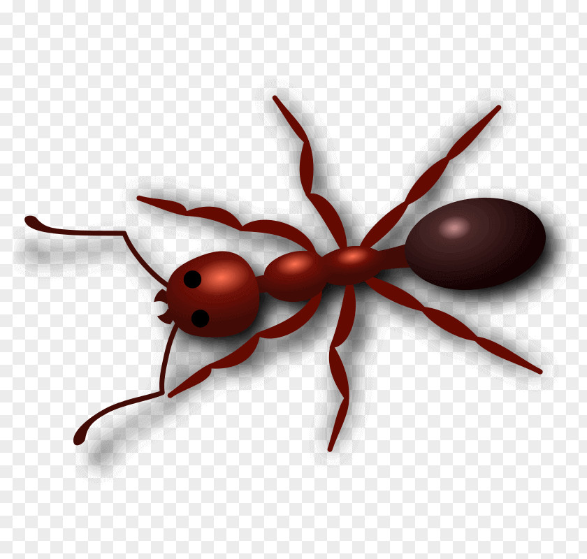 Insect Clip Art Openclipart Red Imported Fire Ant Free Content PNG