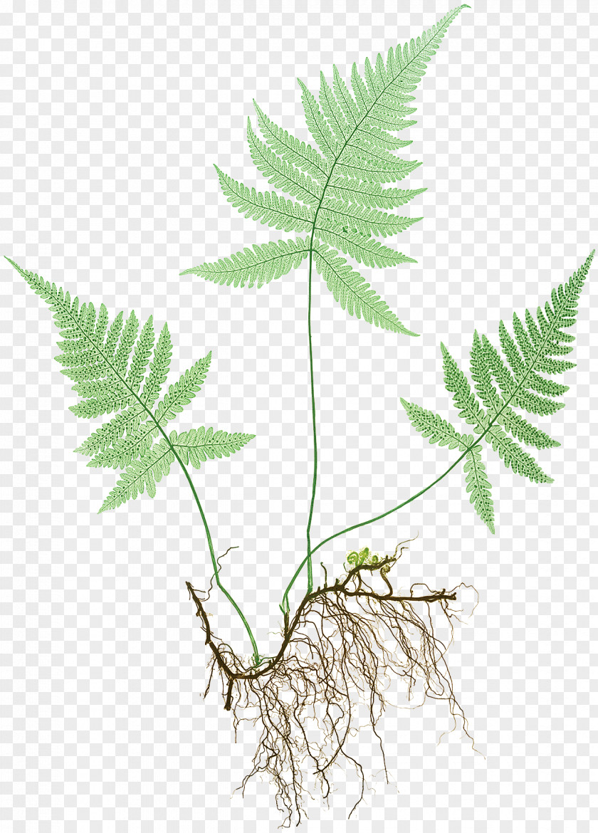 Leaf Fern Hortus Europae Americanus Botanical Illustration Botany PNG