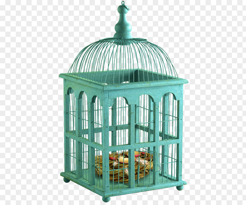 Parrot Birdcage Decorative Arts PNG