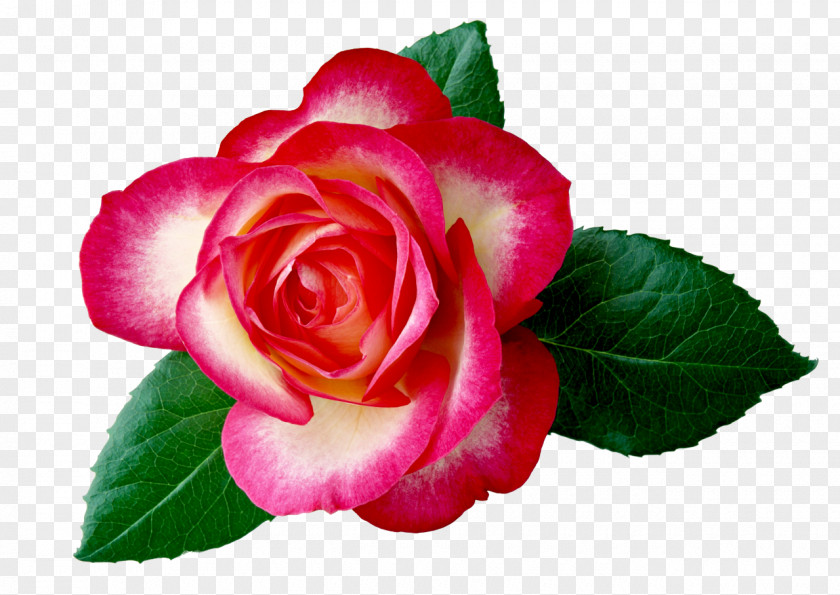 Camomile Hybrid Tea Rose Flower Desktop Wallpaper Clip Art PNG