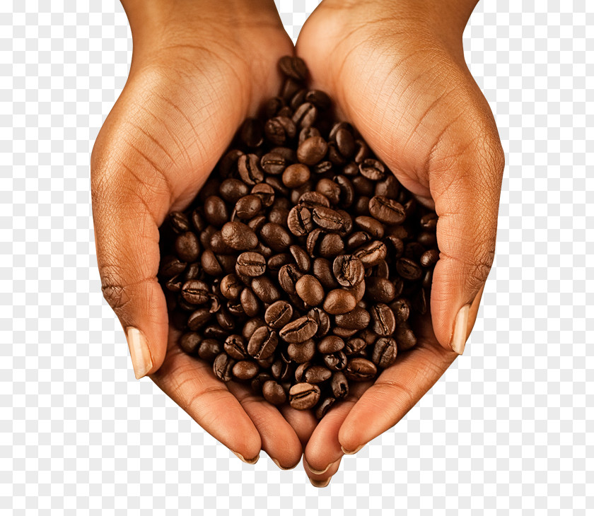 Coffee Jamaican Blue Mountain Stock Photography Bean Cocoa PNG