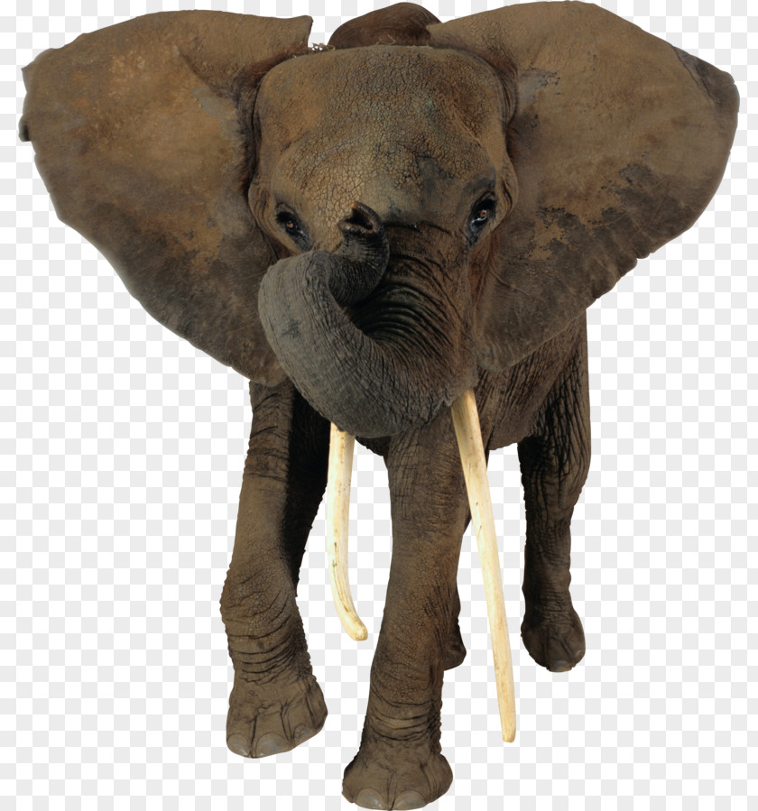 Elephants African Bush Elephant Clip Art Forest PNG