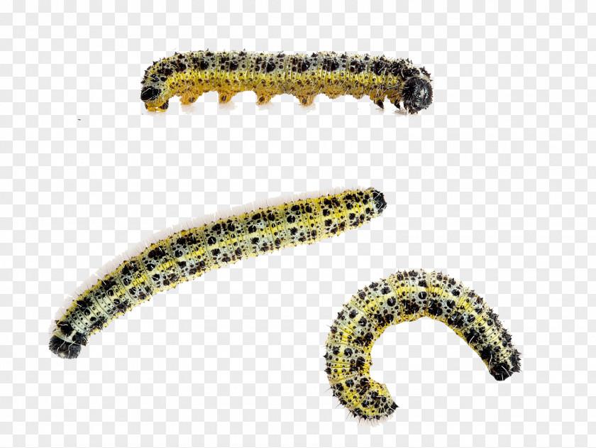 Caterpillar Large White Butterfly Beetle Cabbage PNG