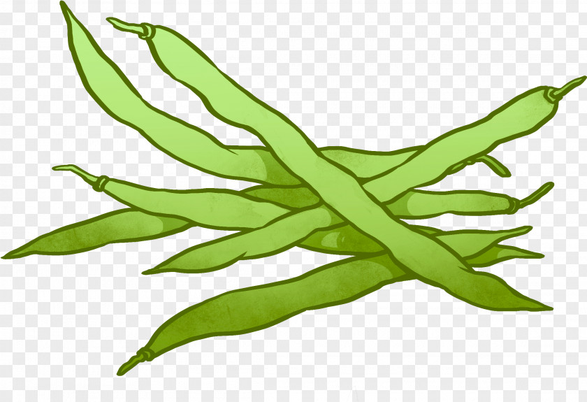 Herbaceous Plant Chlorophyta Green Bean Casserole Common Rice And Beans PNG